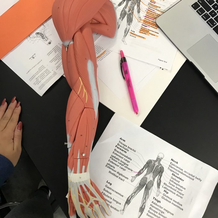 Muscles of the upper arm quiz