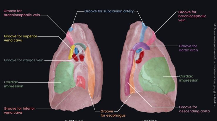 Cardiac impression vs cardiac notch