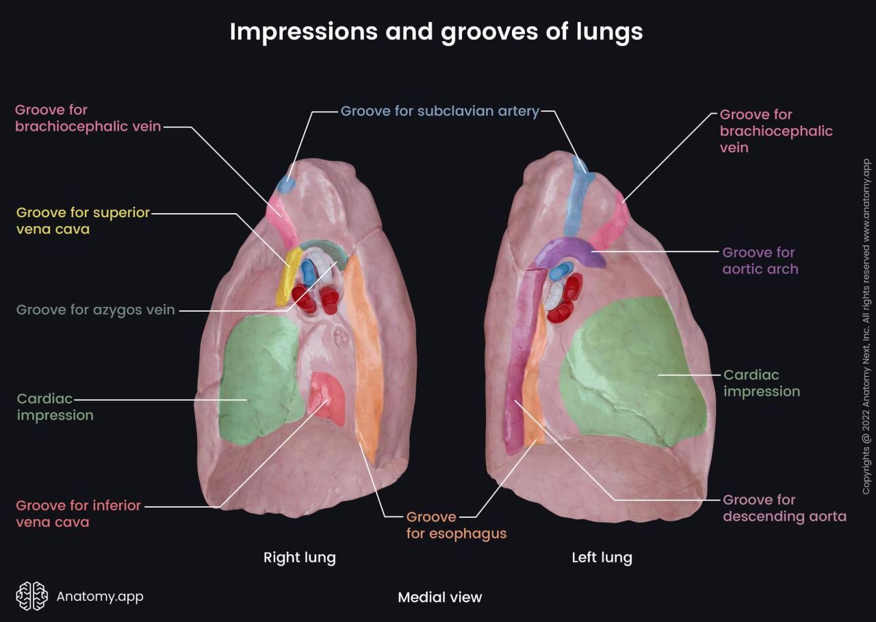 Cardiac impression vs cardiac notch