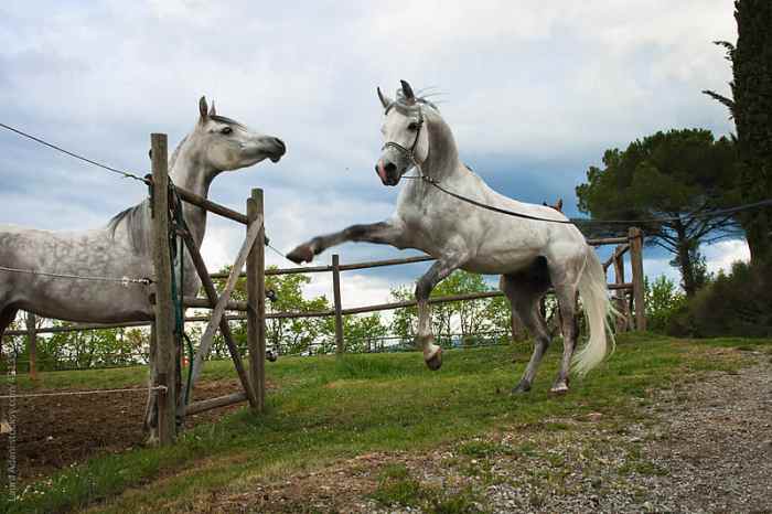 Grazing device tory centaur donut reins