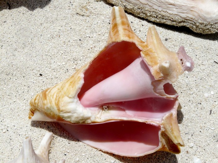 Conch case edible flies lord ediblecapecod ediblecommunities