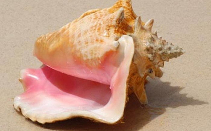 Quotes about the conch in lord of the flies