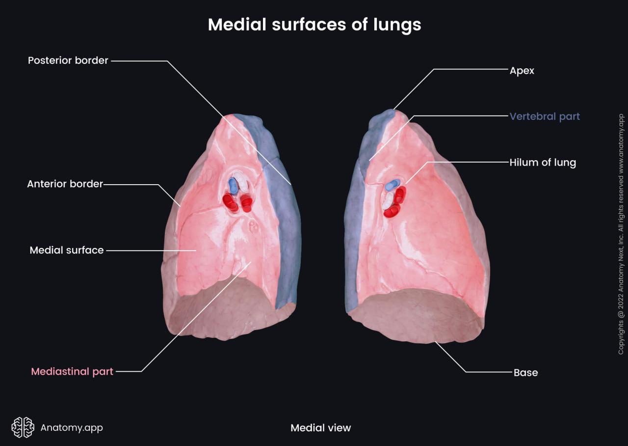 Cardiac impression vs cardiac notch