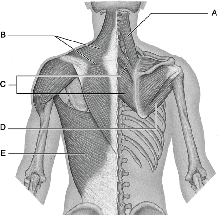 Muscles of the upper arm quiz