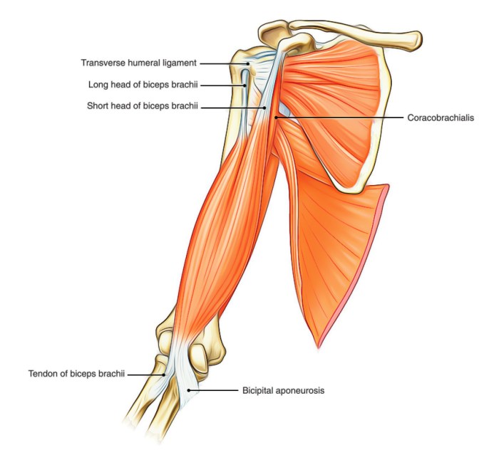 Muscles of the upper arm quiz