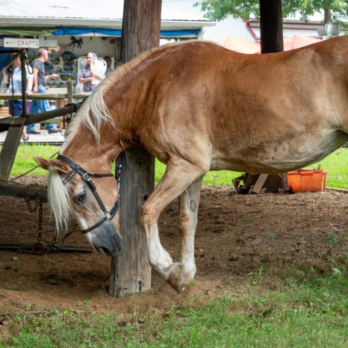 Anti pawing device for horses