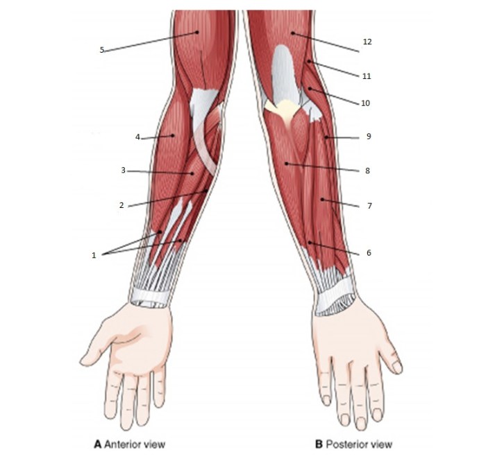 Muscles of the upper arm quiz