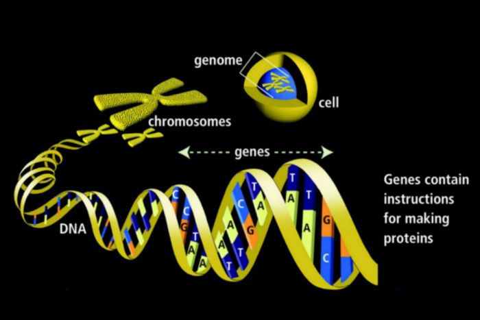 Section 16 1 genes and variation