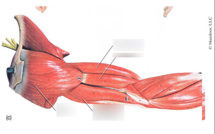 Muscles of the upper arm quiz