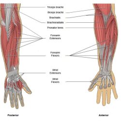 Muscles of the upper arm quiz