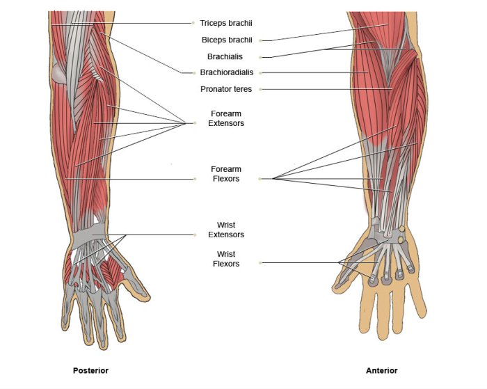 Muscles of the upper arm quiz