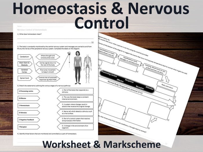 Homeostasis worksheet recognize normal parameters