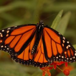 Monarch researchers birthplaces decline guelph monarchs migration identify conserve norris conservation university pinpointed born migratory breeding prof kap flockhart habitat