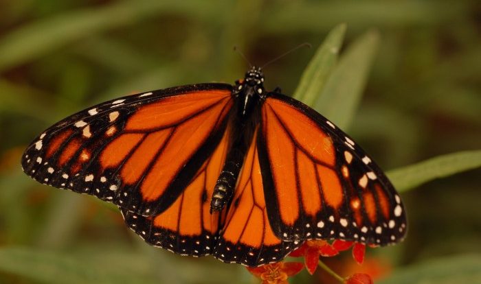 Monarch researchers birthplaces decline guelph monarchs migration identify conserve norris conservation university pinpointed born migratory breeding prof kap flockhart habitat