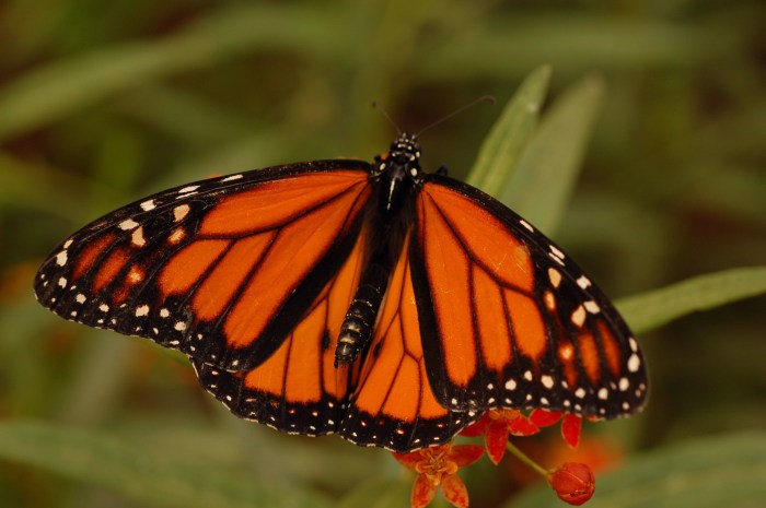 Monarch researchers birthplaces decline guelph monarchs migration identify conserve norris conservation university pinpointed born migratory breeding prof kap flockhart habitat