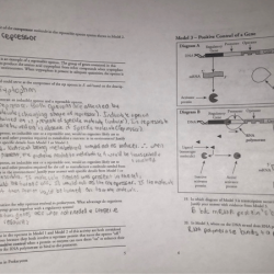 Expression gene prokaryotes pogil insured