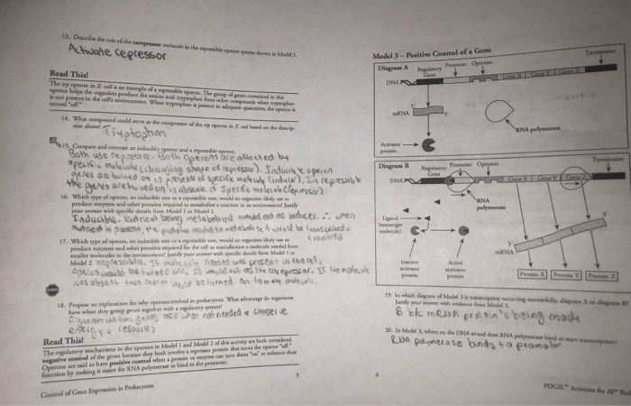 Expression gene prokaryotes pogil insured