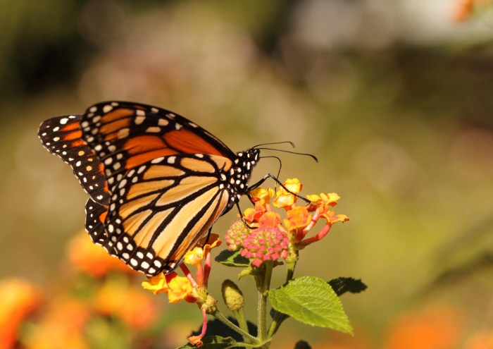 Researchers counted 8912 monarch butterflies